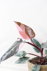 Philodendron pink princess marble